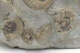 Ammonite (Arnioceras) Cluster - Holderness Coast, England #207742-4